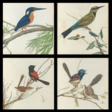 31珍贵鸟类高清画稿