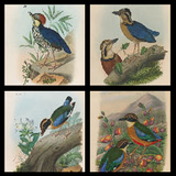 32自然中的鸟类高清图集51幅